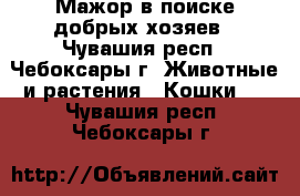  Мажор в поиске добрых хозяев - Чувашия респ., Чебоксары г. Животные и растения » Кошки   . Чувашия респ.,Чебоксары г.